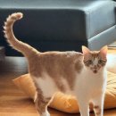 펫돌봄(돌봄컴퍼니) | 청주 고양이 돌봄 청주 강아지 돌봄 청주 펫시터 ㅣ 청주 펫시터 • 추석 돌봄 가능