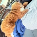 서해환경(주) | 반려견과 함께 서해 드라이브겸 차크닉 매향항후기