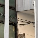 열심히하는카센타 | 0402_ 마사마드레, 더소가, 서촌 벚꽃