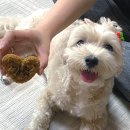 투플러피 이미지