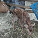 철이축산 이미지