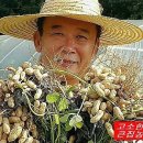 요골농장 네이버블로그
