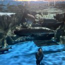 오션 아레나 이미지