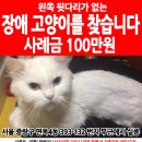 [서울 중랑구 면목4동 393-132번지 주변] /터키쉬앙고라/남/힌색장모종/11살/왼쪽 뒷다리 절단수술/오드아이/ 제발 찾아주세요 이미지