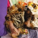 세상 편하개 이미지