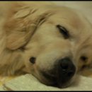 강아지와 나 이미지