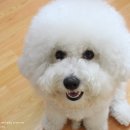 은하수 펫푸드 이미지