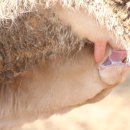 야곱한우농장 이미지