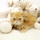 해피캣타운 고양이강아지 서울충무로점 | 강남고양이입양 건강하고 이쁜 아이들 여기있어요