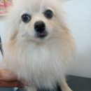 개등드리# 이미지