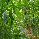 대산농장 이미지