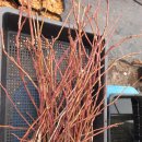 성목목장 이미지