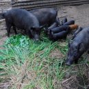 돼지농장 이미지