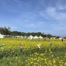 SK 삼척충전소 | 맹방유채꽃축제 방문 주말 놀거리 삼척 명소 국내 여행지 추천