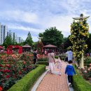 진천장미공원 이미지