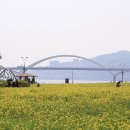 5월11일(토)구리 한강 시민공원 유채꽃 축제길 이미지