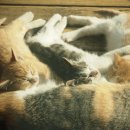 형제만두 이미지