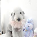 섬댕 강아지 미용실 이미지