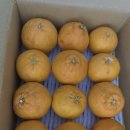 한라농장 | 달콤함가득,봄입맛살려주는제주고당도한라봉후기🍊