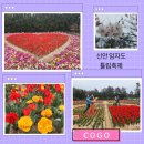 2025 신안 임자도 튤립축제 11일~20일 현 개화 상황 및 날씨 입장료 주차정보