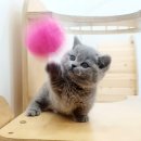 Premium 먼치킨 이미지