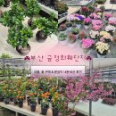 능성다육식물및채소 | 부산 금정구 두구동 꽃도매시장 | 금정화훼단지 내돈내산 후기 (가격, 종류, 포장 등 총정리)