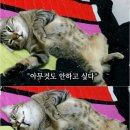 비비안설