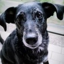 강아지세상 고양이세상 이미지