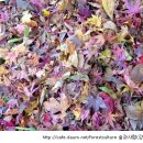 고창 청량산 문수사 천연기념물 단풍나무숲 이미지