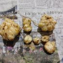 김천미니 이미지