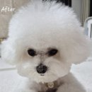 멜로우퍼피 이미지