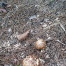 크로바펜션 이미지