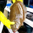 대광어횟집 이미지