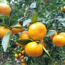 덕문농장 이미지