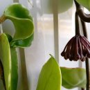 호야약국 이미지