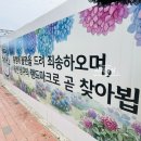 울산 수국 개화상황 장생포 오색수국정원 후기 2026