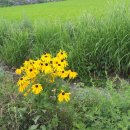 추억묻은또래야 이미지