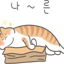 부산고양이미용&호텔 냥스타그램 이미지