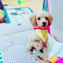 호두언니 이미지