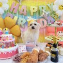 퍼피야놀자 이미지