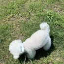 [디베리 Dverry] 강아지 여름 케이프 추천 &#39;시어서커 네이밍 스카프&#39;