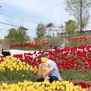 송이테마공원 주차장 | [대구/달성군] 튤립 명소, 봄나들이 '세천늪테마공원'(애견동반가능)
