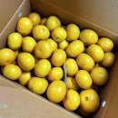 유현농장 | 제주도감귤 노지감귤 추천 달달하고 맛있는 감귤쥬스만들기 유현이네감귤농장