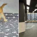 도그마루 강아지 고양이 부산점 이미지