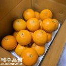 제주온팜