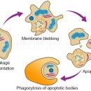 세포소멸(apoptosis)을 암세포에도 유발 이미지