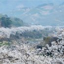 십리벚꽃길 이미지