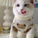 묵이네 냥이 이미지