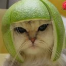 우다다 냥이