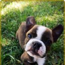 안심동물의료센터 이미지